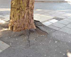 Tree Roots Causing Sewer Line Damage